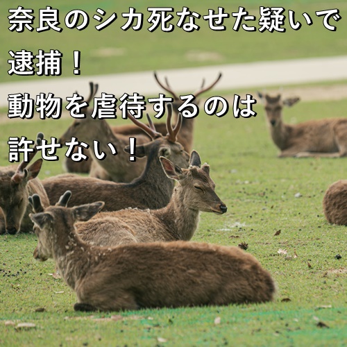 奈良のシカ死なせた疑いで逮捕！動物を虐待するのは許せない！